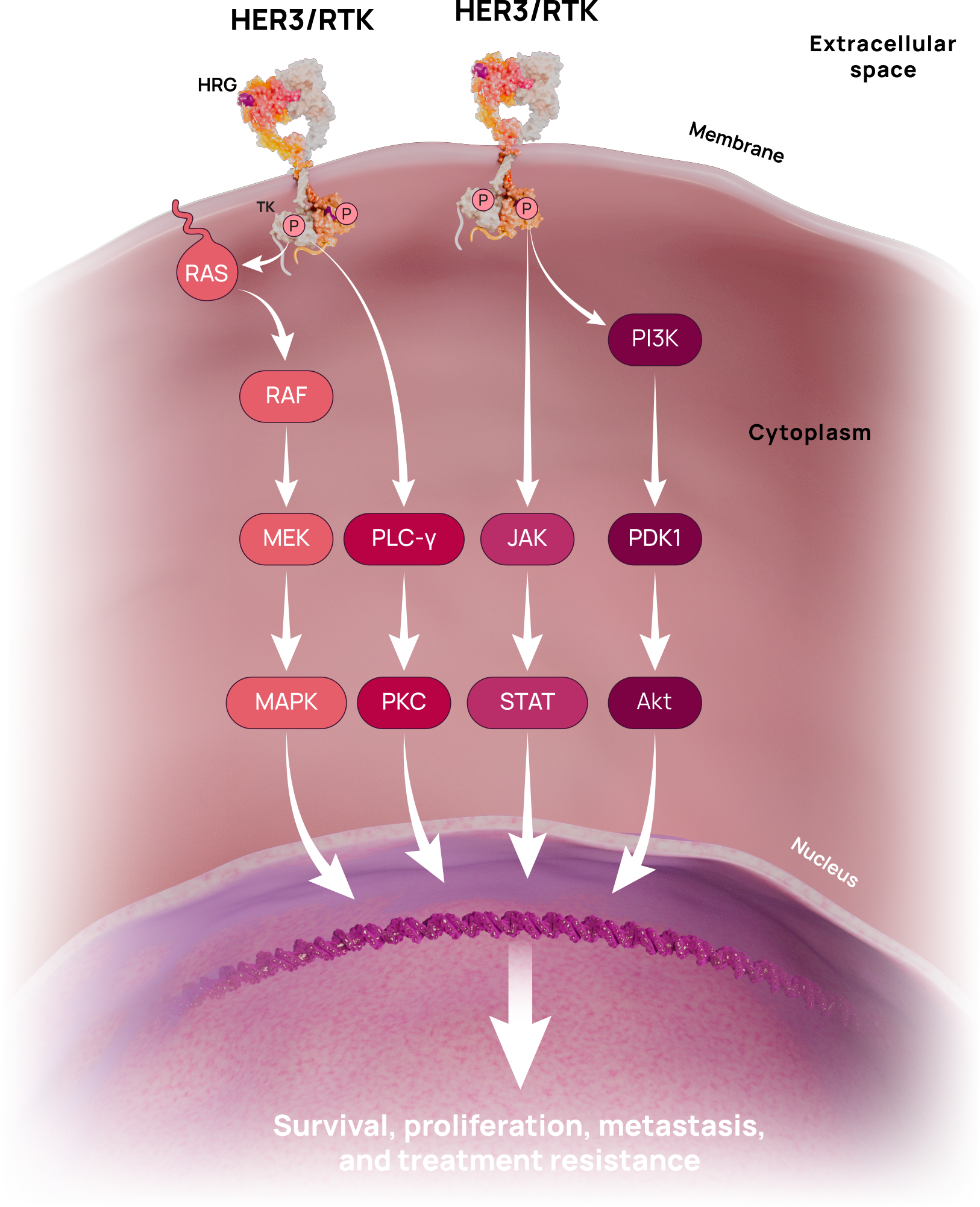 HER3 activation in cancer cells